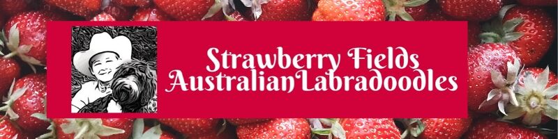 Strawberry Fields Australian Labradoodles